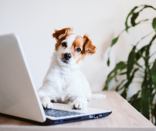 The Best Dog Breeds for Every Lifestyle: Which One is Right for You?