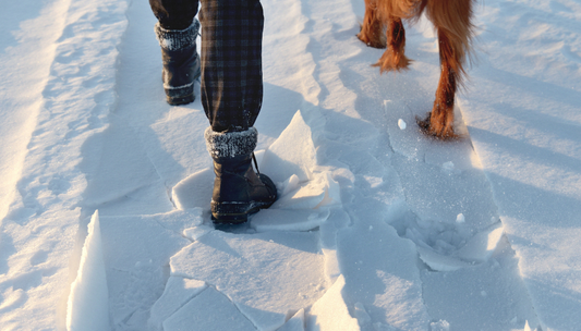 Winter vs. Summer Dog Gear: Keeping Your Pup Comfortable Year-Round