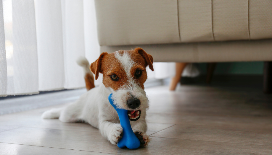 DIY Dog Toys: Fun & Affordable Entertainment for Your Pup