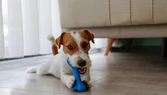 DIY Dog Toys: Fun & Affordable Entertainment for Your Pup
