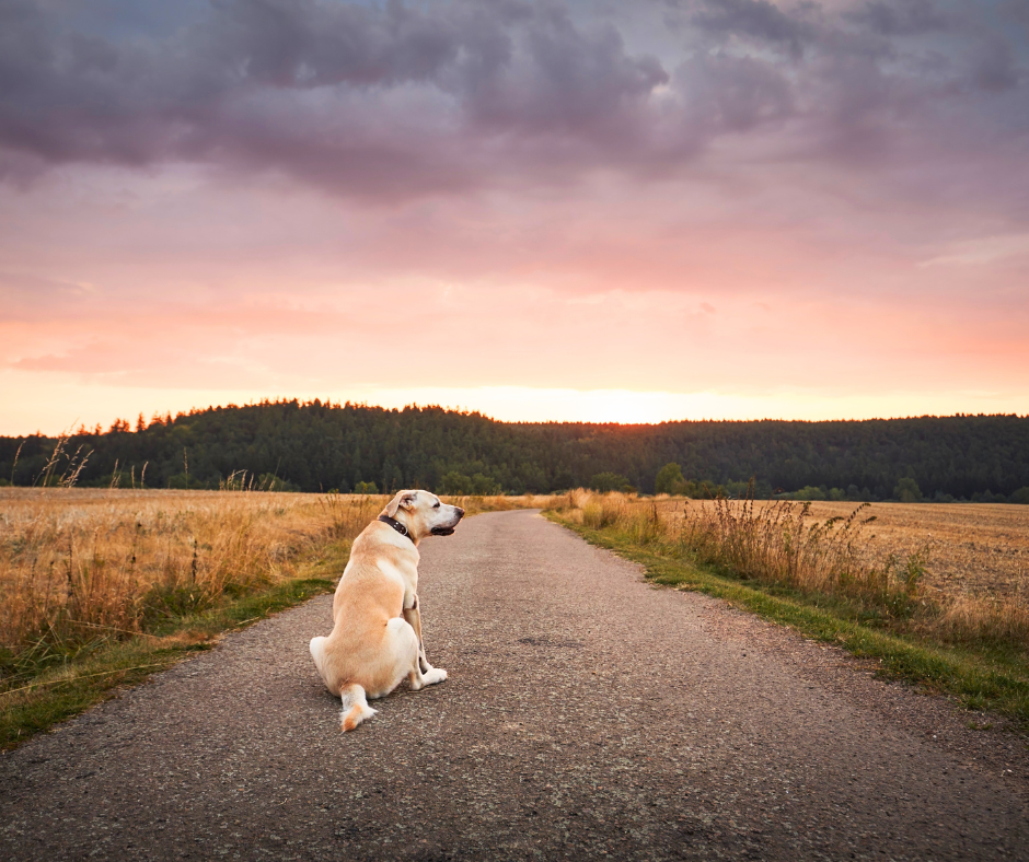 City Dogs vs. Country Dogs: Choosing the Right Gear for Your Pup