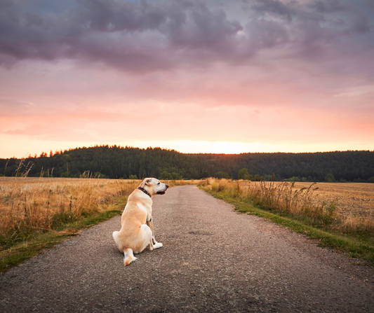 City Dogs vs. Country Dogs: Choosing the Right Gear for Your Pup