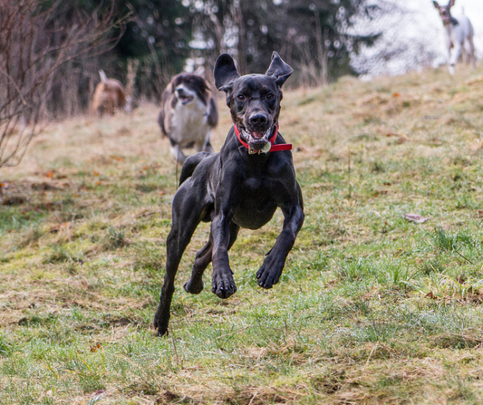 Dog Park Etiquette: How to Keep Your Pup Safe and Happy