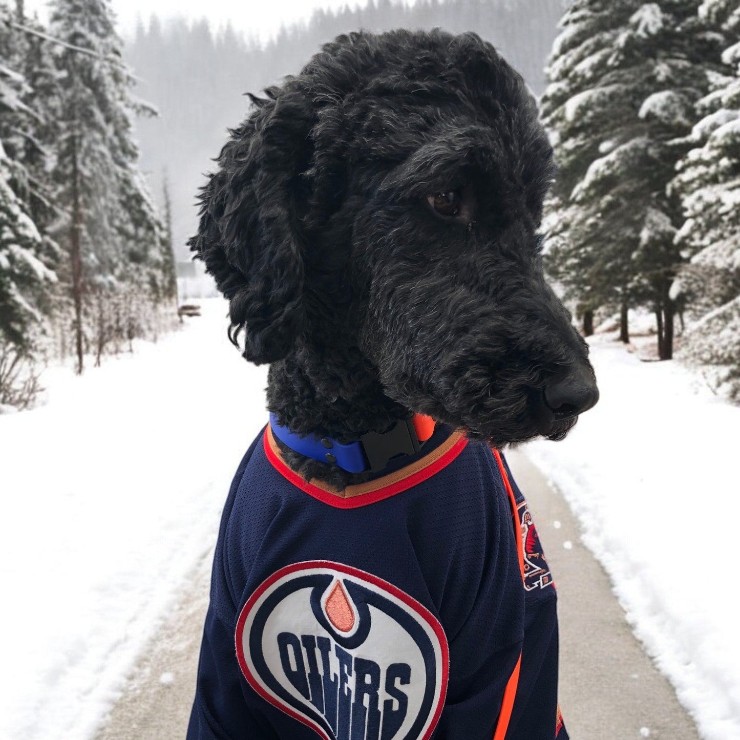 Oilers Colors ~ Quick Release Collar