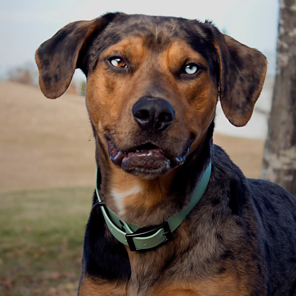 catahouls leopard dog wearing a waterproof dog collar