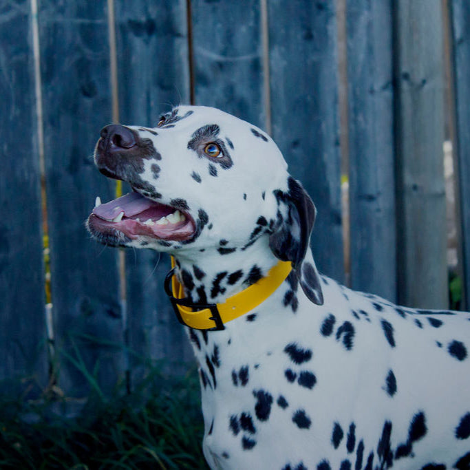 Classic Collar