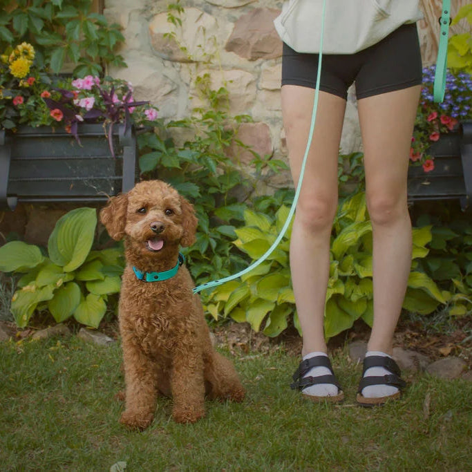 Two-Tone Standard Leash