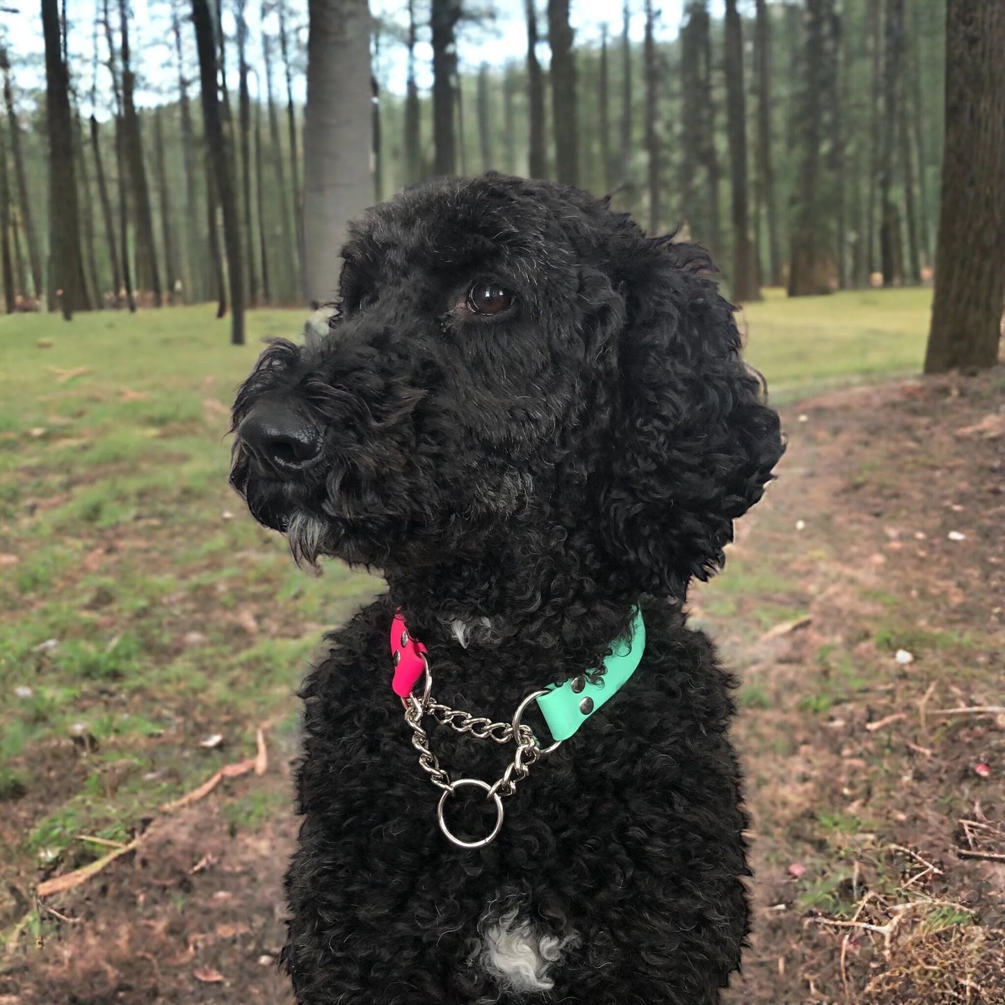 Martingale Collar