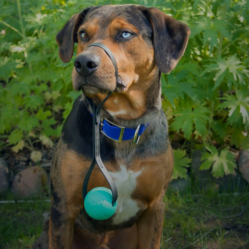 Fetch Ball/Tug Toy