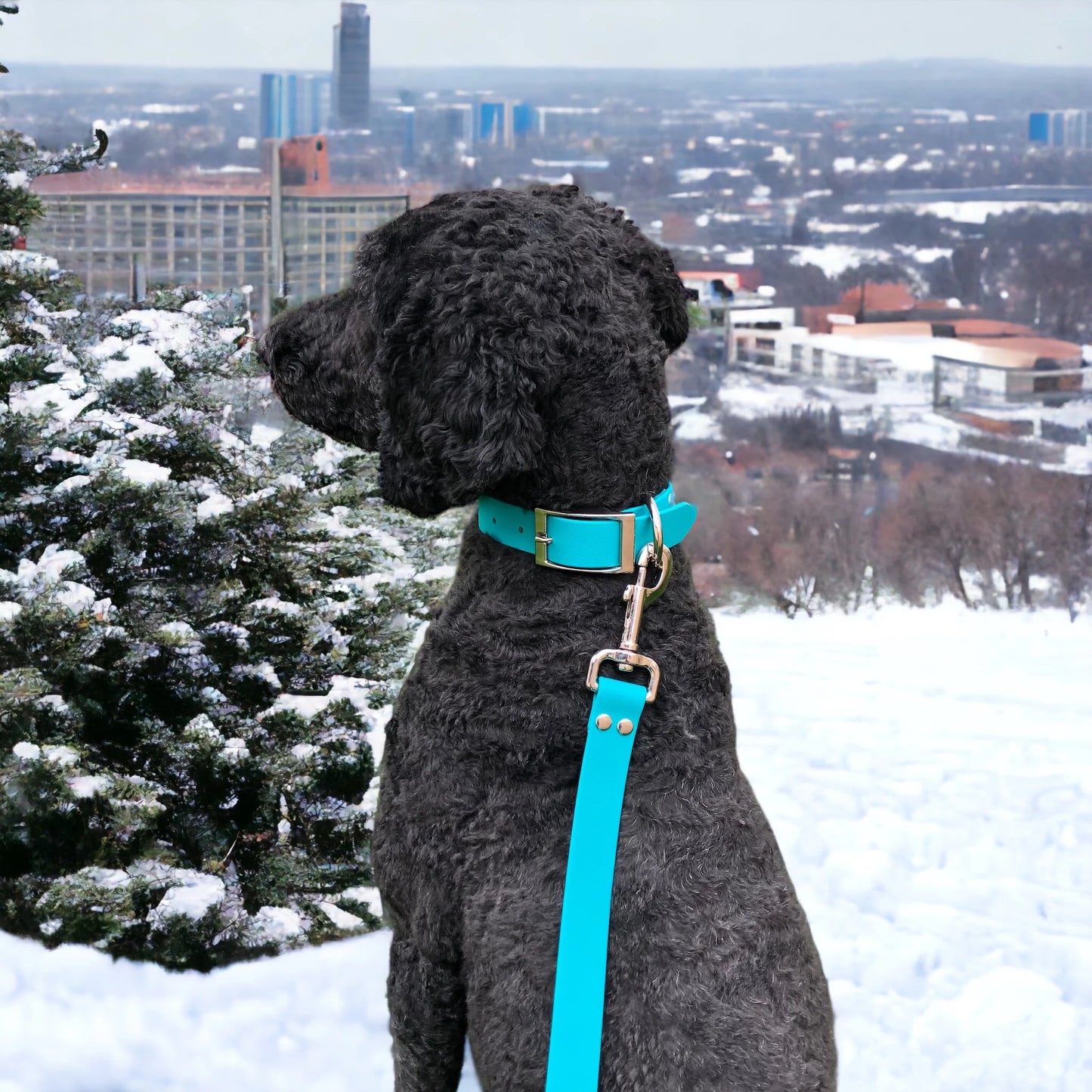 Classic Collar + Leash Set