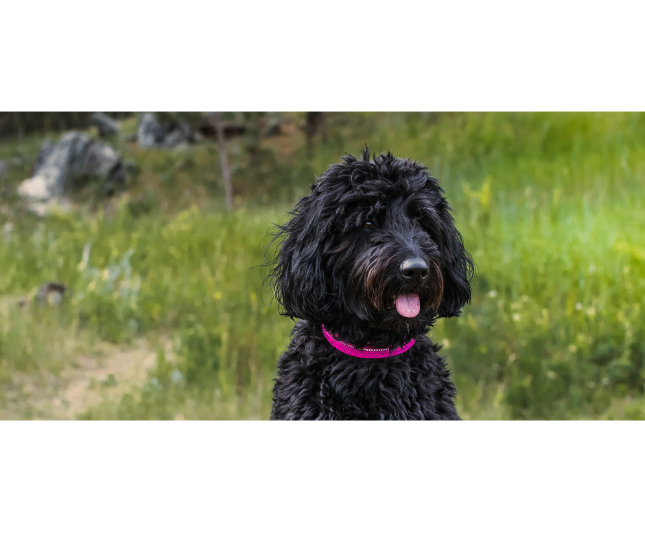 The Journey of Adopting a Dog with Trust Issues