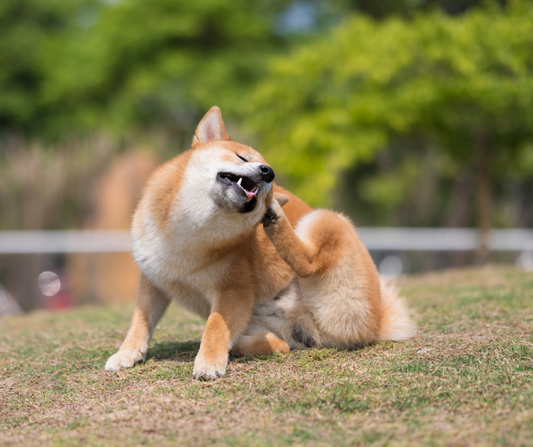 🌼 The Seasonal Dog Care Checklist: Spring Edition