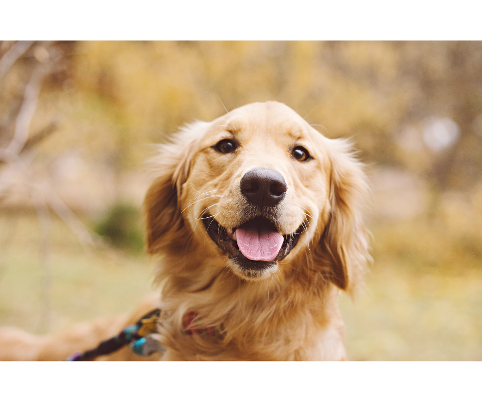 🐶 Meet the Breed: Golden Retriever - Your Monthly Dose of Dog Breed Love!
