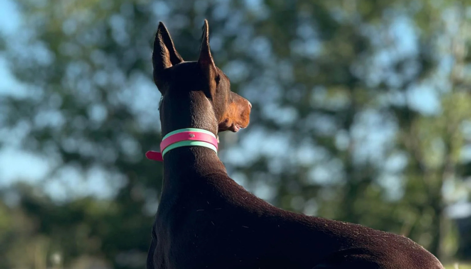 Top 10 Must-Have Dog Accessories for 2025